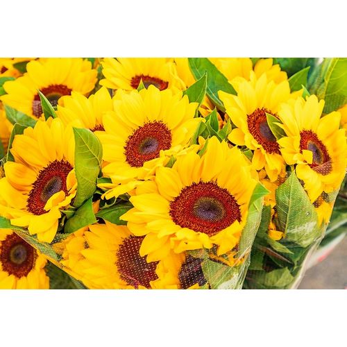 Italy-Apulia-Metropolitan City of Bari-Locorotondo Sunflowers for sale in an outdoor market